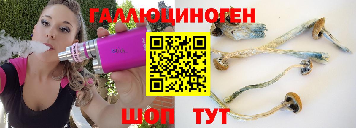Псилоцибиновые грибы Psilocybe Сыктывкар